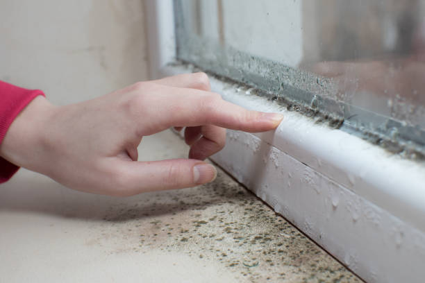 Environmental Consulting for Mold Prevention in Pahrump, NV