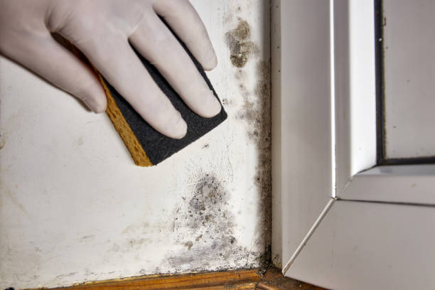 Best Commercial Mold Inspection  in Pahrump, NV
