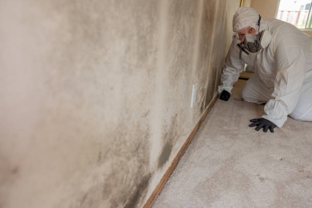 Best Water Damage & Mold Remediation  in Pahrump, NV